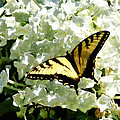 Swallowtail on White Hydrangea