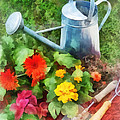 Zinnias and Watering Can