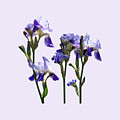 Group of Purple Irises