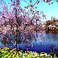 Newark NJ - Branch Brook Park in Spring